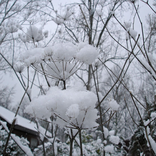 sneeuw