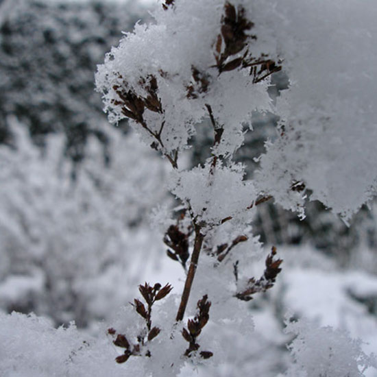 sneeuw