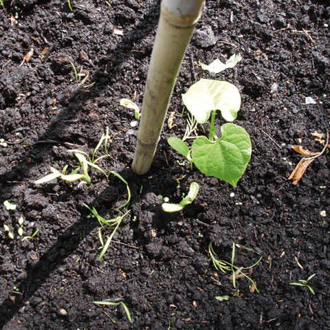 kiemplantjes