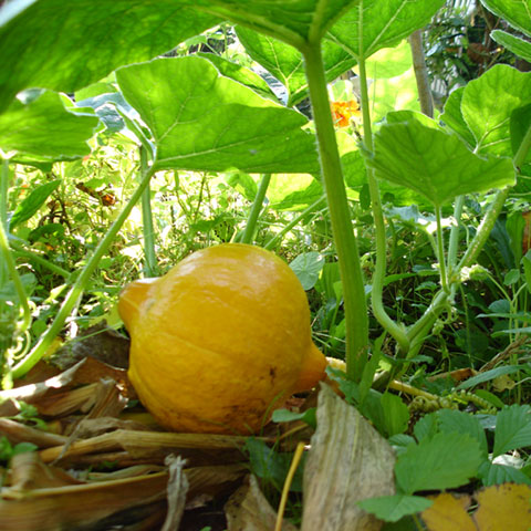 pompoen